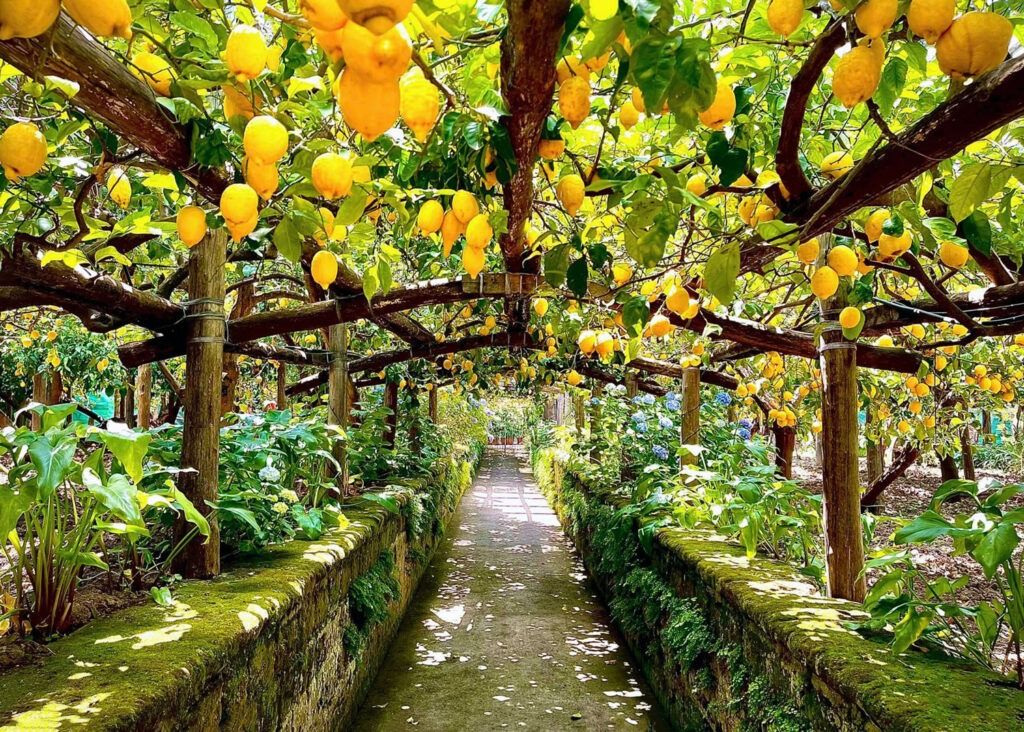 All Inclusive Pompeii, Sorrento, Lemon Tour and Lunch