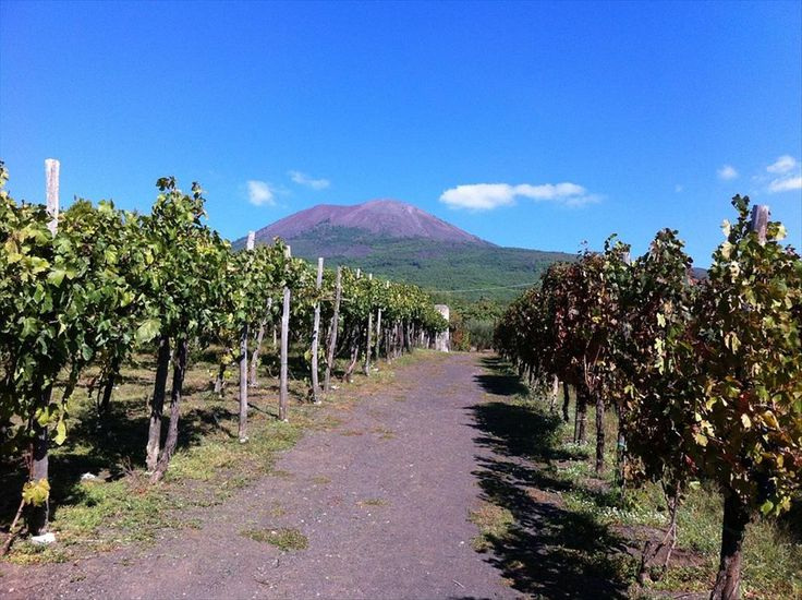 Pompeii, Vesuvius Winery All Inclusive